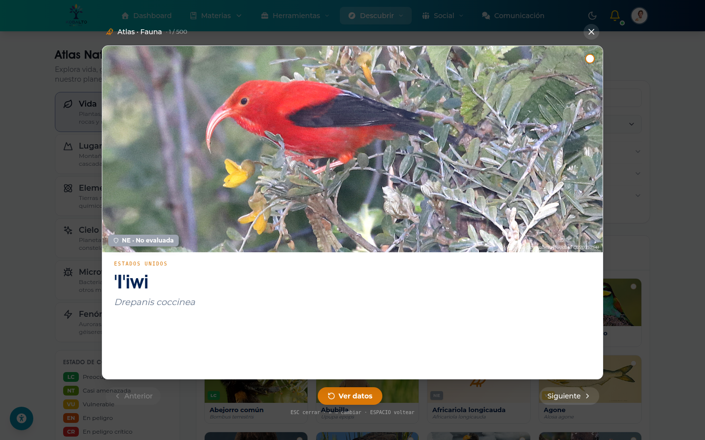 Atlas — ficha de I'iwi (Drepanis coccinea)